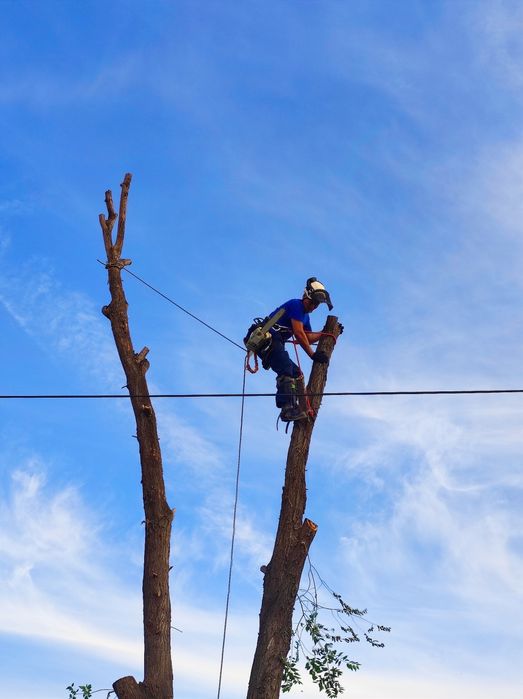 Спил деревьев частями, валка, обрезка, кронирование деревьев
