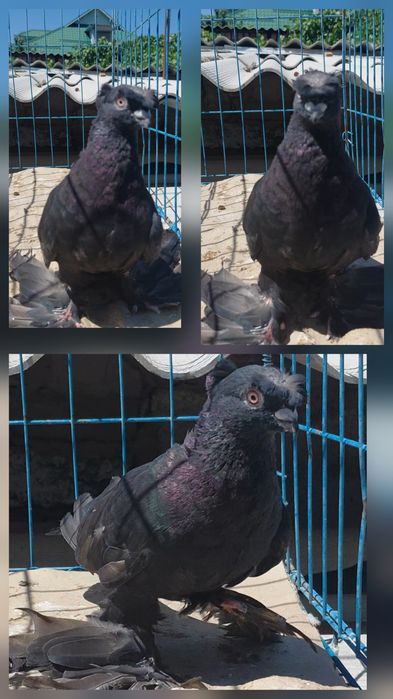 Молодые голуби на игру