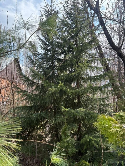 Продаю хвойники, кустарники