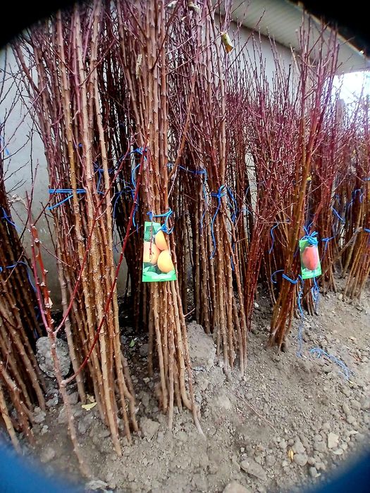 Pomi fructiferi certificați fitosanitar.