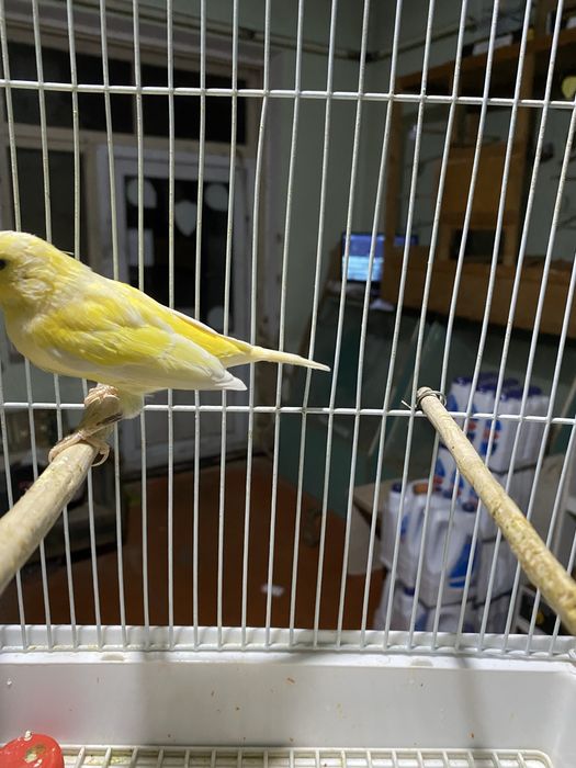 Продам канарейку