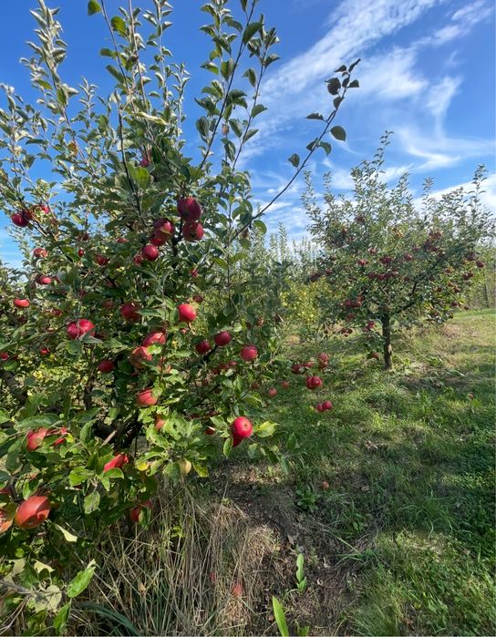 Vând mere pentru consum
