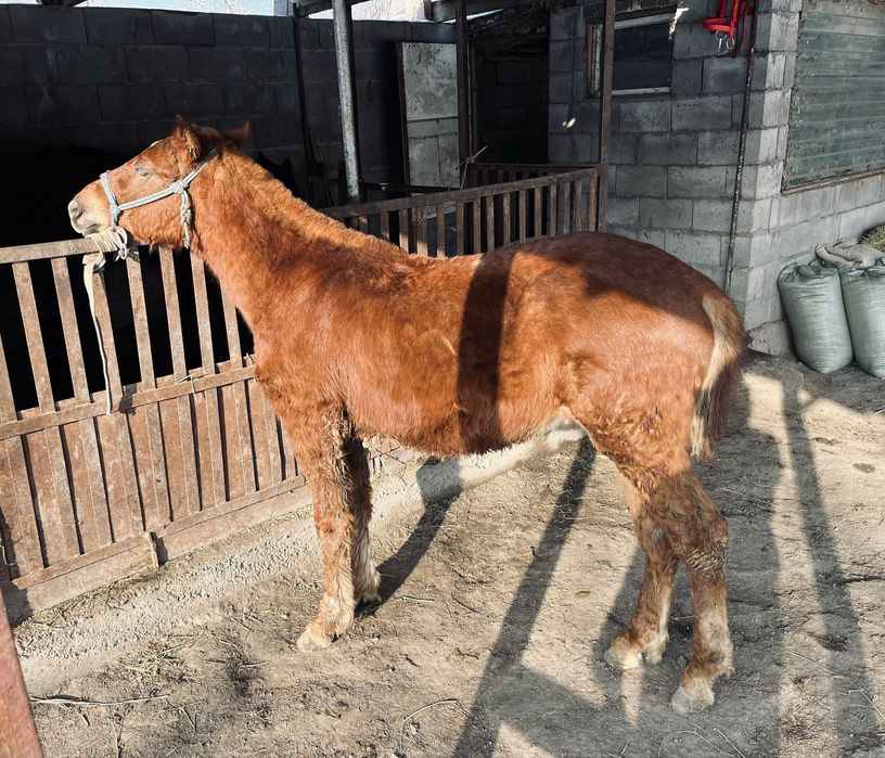 Жабағы сатылады / продается жеребчик