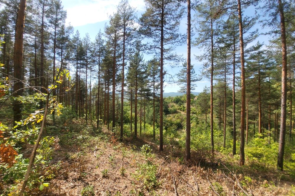 Парцел в регулация с. ОЧУША Софийска област