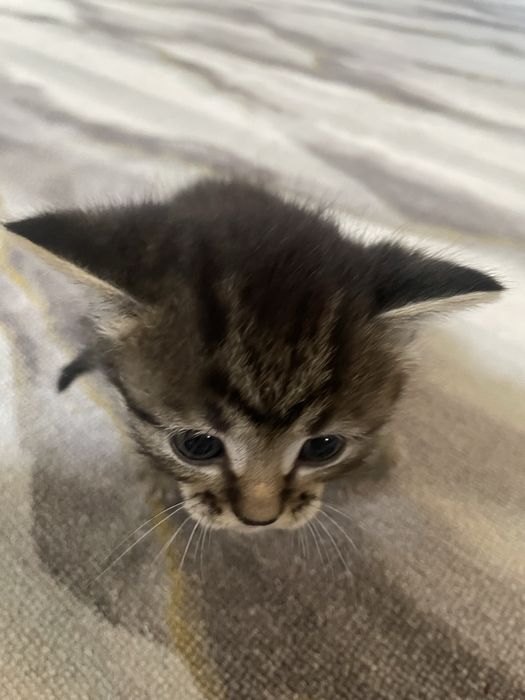 Отдам котят.
