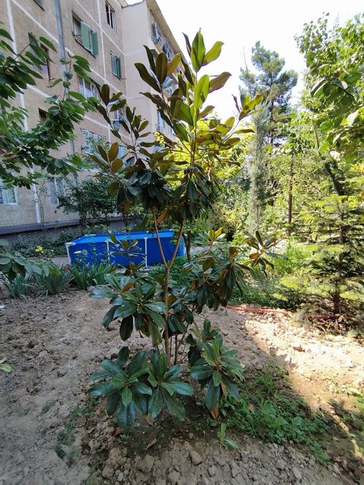 Магнолия кучат сотилади