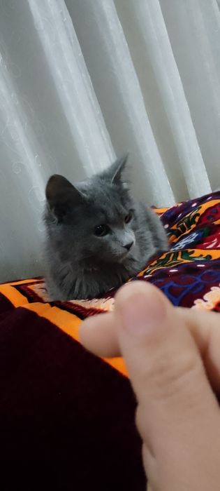 Skotish strayt mushugi sotiladi