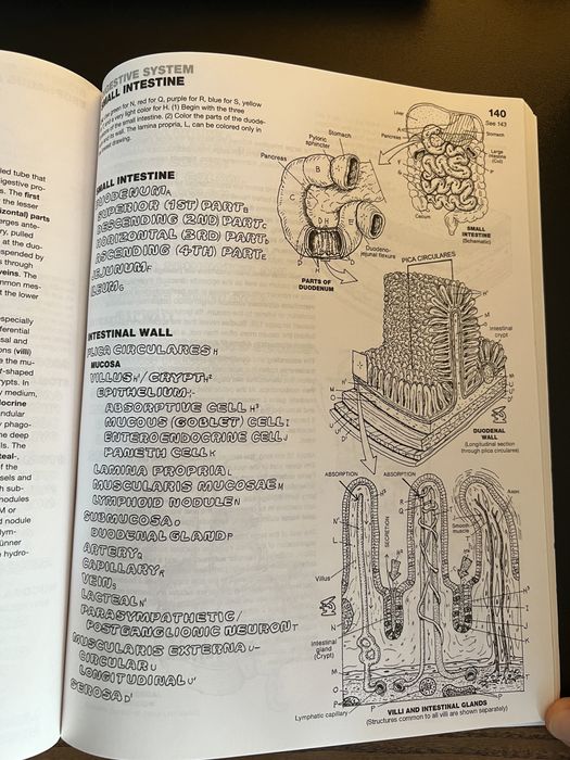 Atlas de anatomie pentru colorat