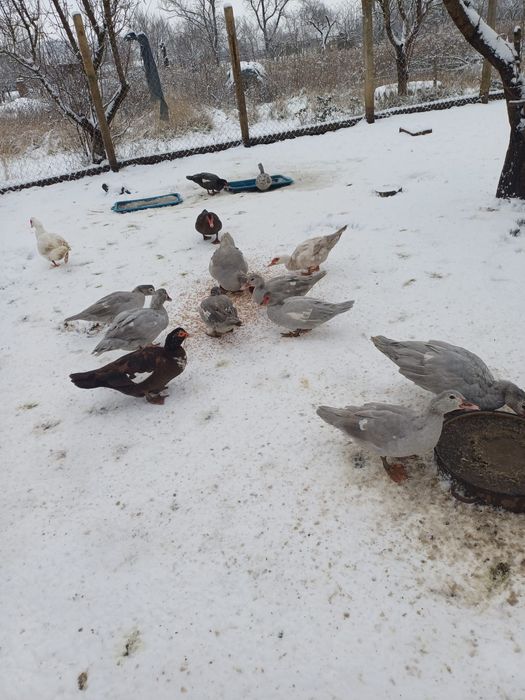 Rate mute și rățoi