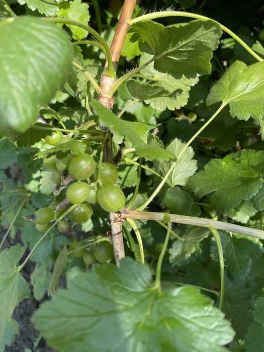 Se vinde pui de coacaz rosu mare de mure mare de zmeura fara tepi la 5 lei butasul