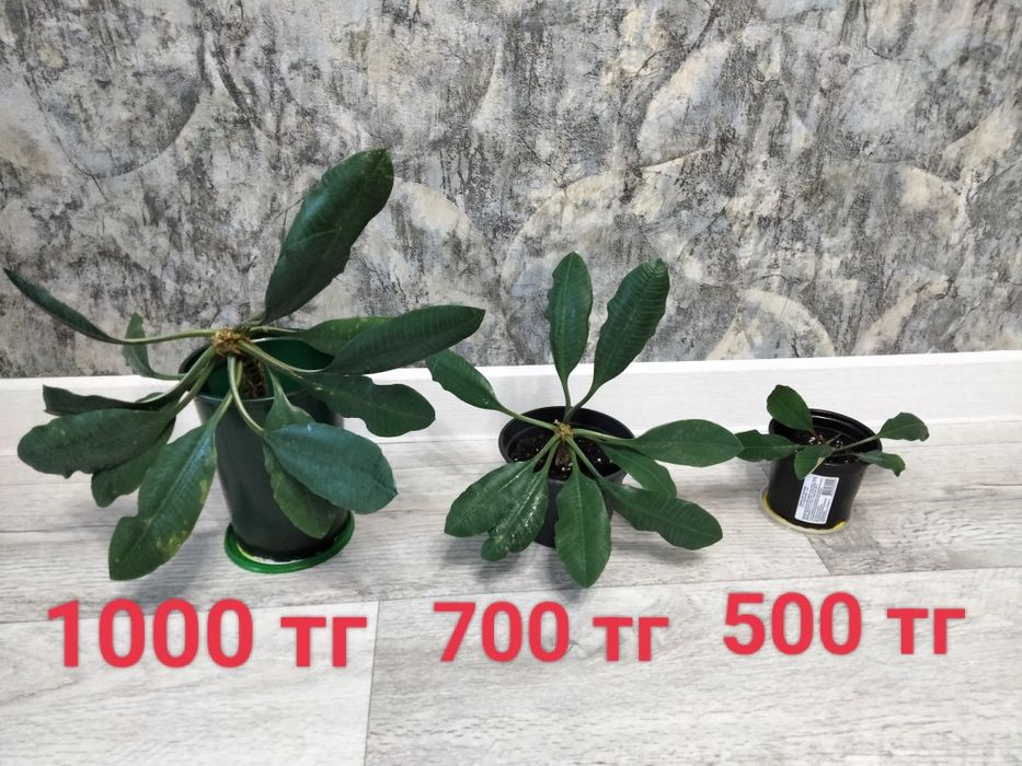 Комнатные растения