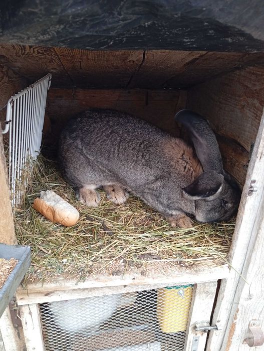 Vând  pereche de iepuri uriaș german