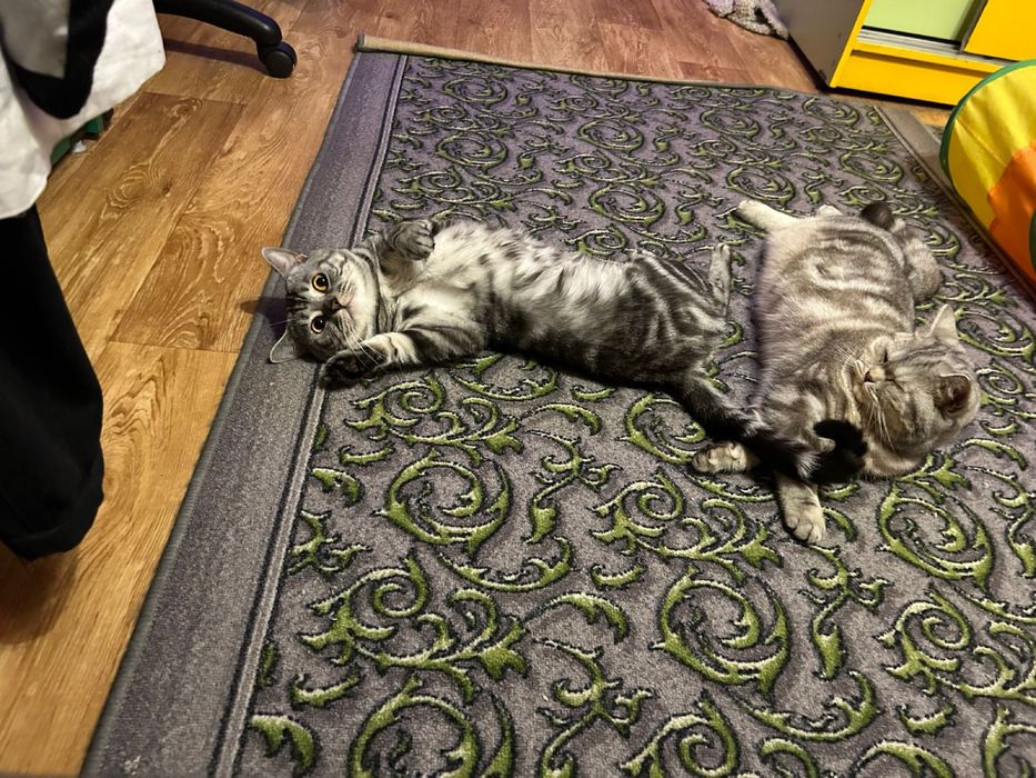 Скоттиш Страйд котята