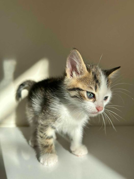 Коте на 1 месец търси своя дом