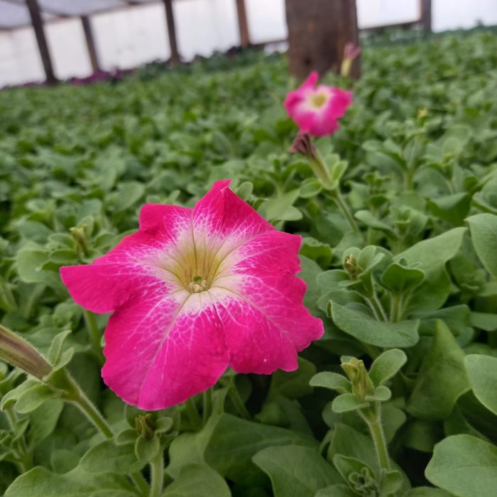 Продам рассаду из проффсемян