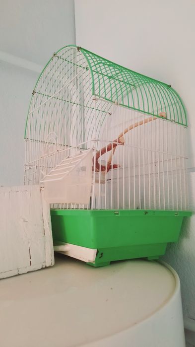 Qafaslar (qushlar uchun)