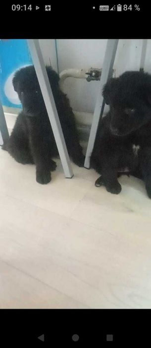 Отдам щенков в добрые руки