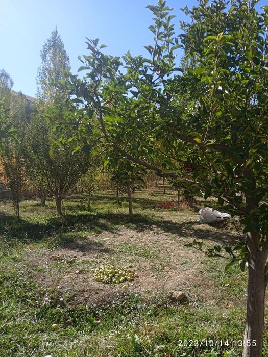 Уй сотилади Жиззох вилояти бахмал тумани