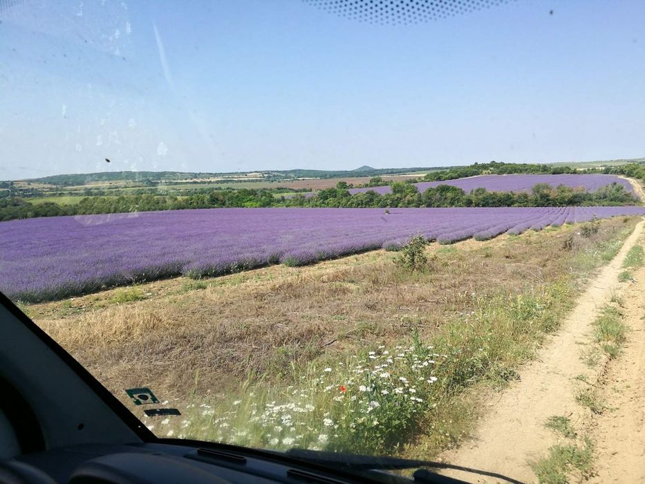 Пчелна пита с мед / мед в пита /  мед с разпечатка РЕКОЛТА 2025