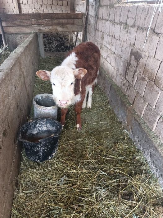 Тёлка ак баш токал 3айлык!