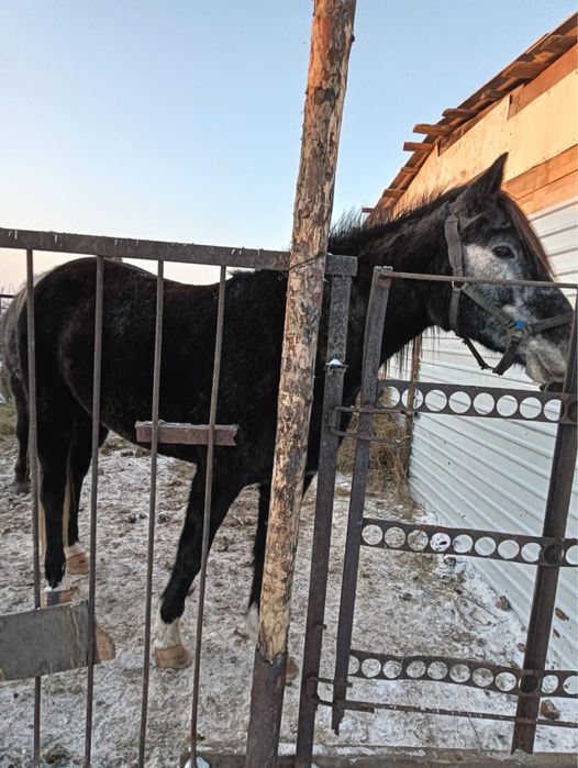 Продам кобылу жеребую