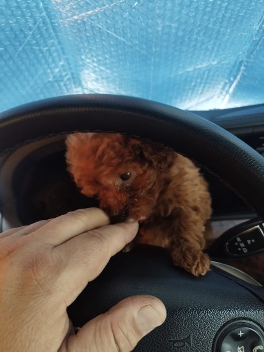 Tea Cup Пуделче лицензиран развъдник  Ред Дог