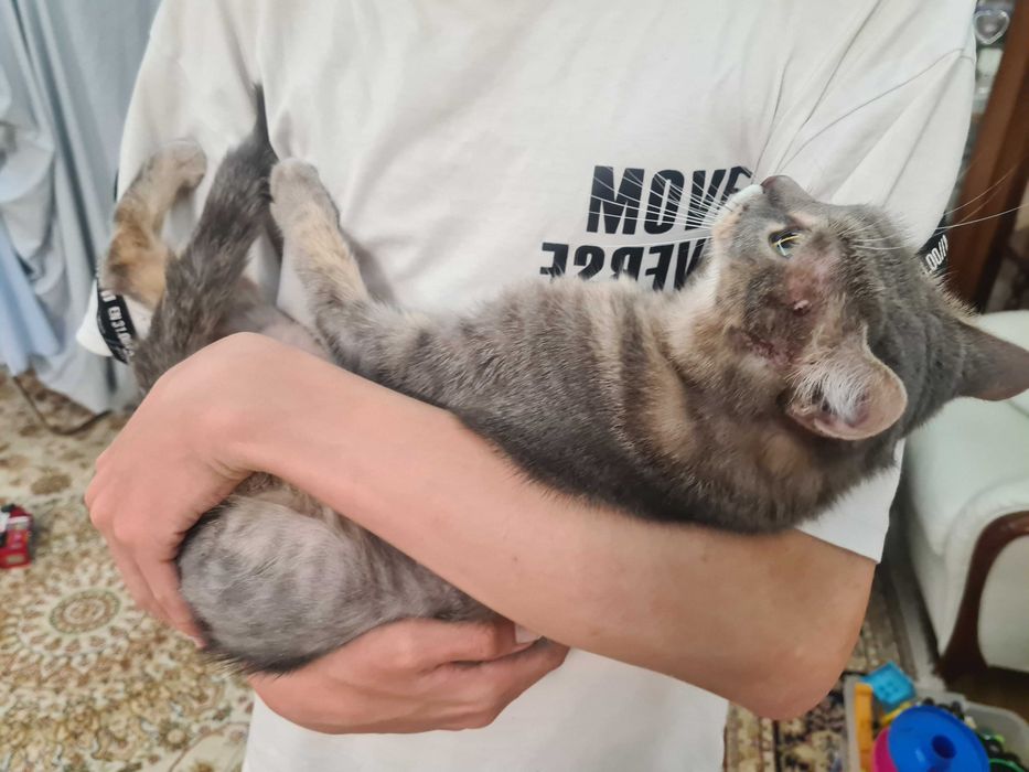 Отдам кошку в хорошие руки