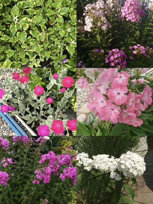 Разные растения в наличии