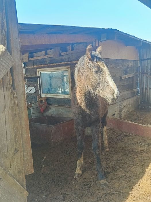 Продам коней ...