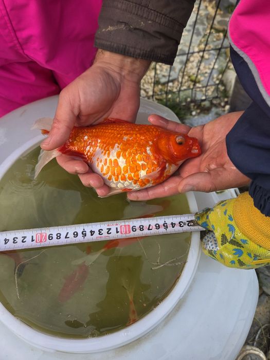 Продавам езерни златни рибки!!!