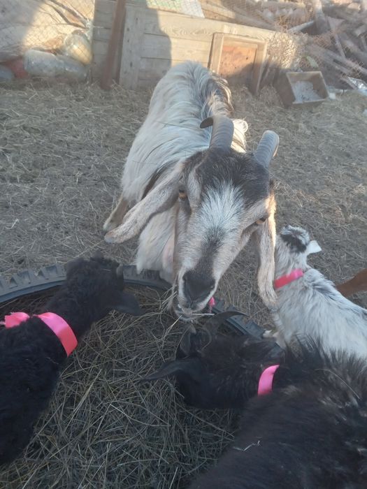 Козы козлята козел