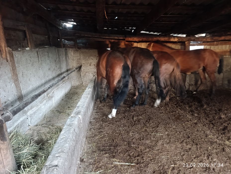 Продам хороших коней