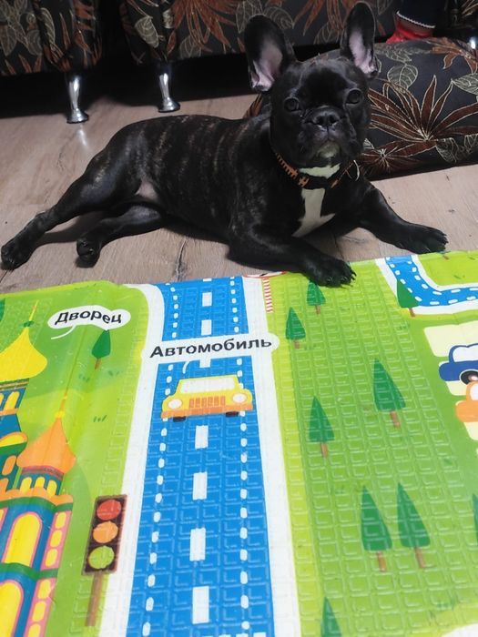 Продам собачку французский бульдог