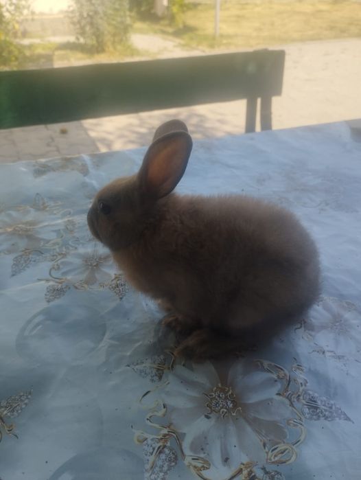 Декоративные кролики