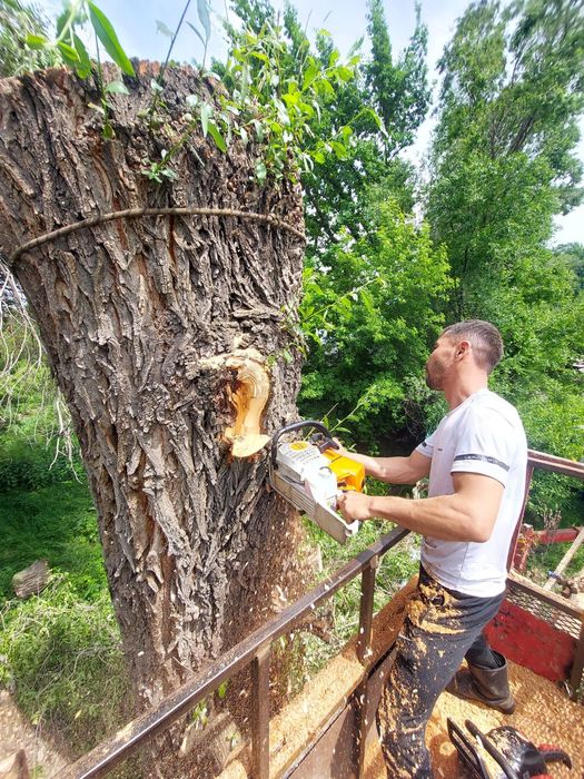 Спил деревьев, обрезка