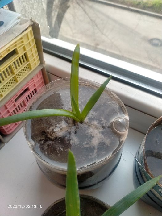 Продам Алоэ Вера