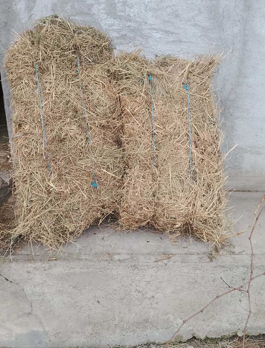 baloti de fan + transport