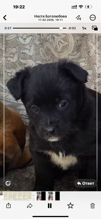 Дарю щенят дворняги