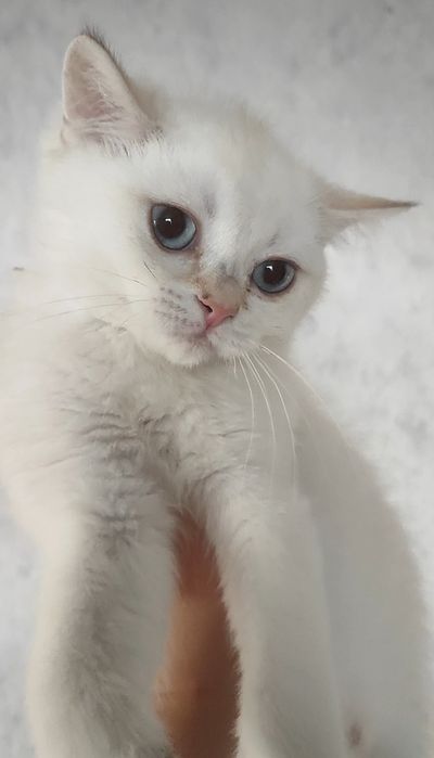 Шиншиллки поинт скоттиш страйт