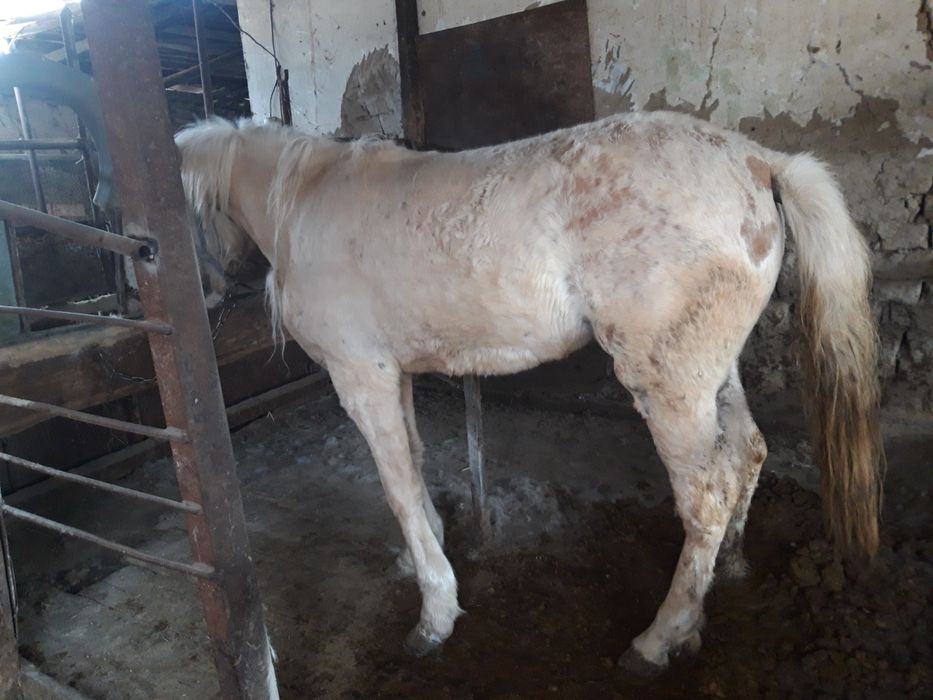 Дөнежін байтал сатылады!