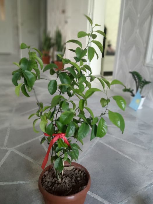 Мандарин 4 жылдық