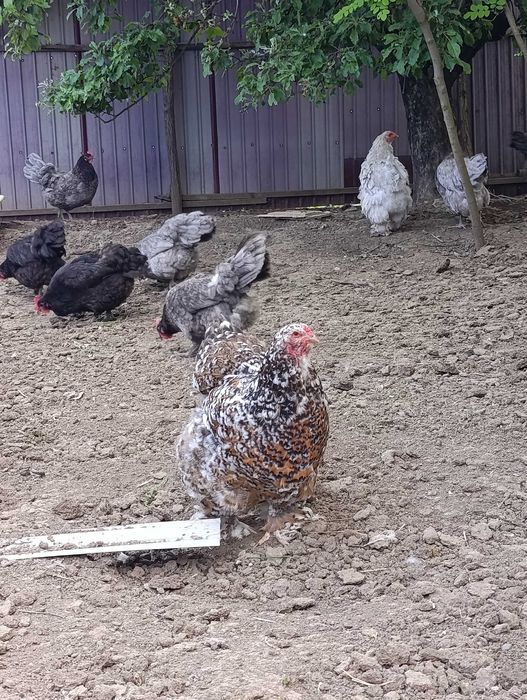 Pui și găini brahma