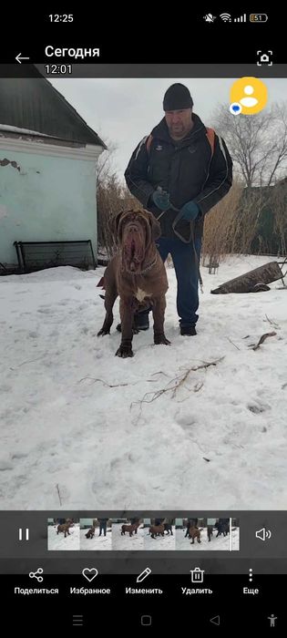 Породные щенки мастино