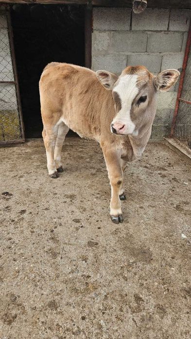 Vand vițică 2 luni