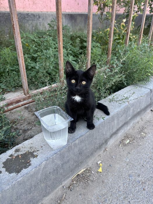 Отдам в добрые , ответственные руки