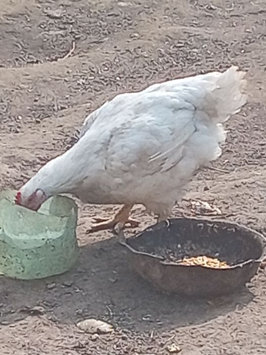 Бролер 5 кг кормили зерной хороший опитита для мяса