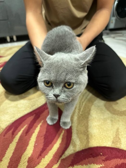 продаются породистые котята SCOTTISH