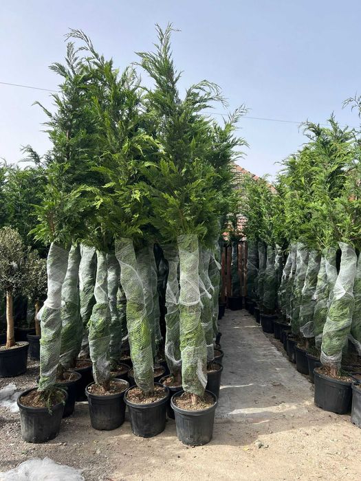 Grădina ta merită plante ornamentale deosebite