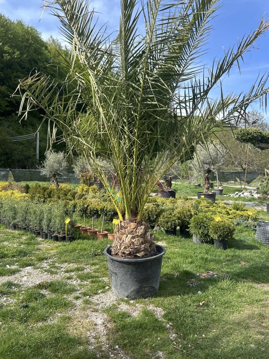Palmieri de vanzare