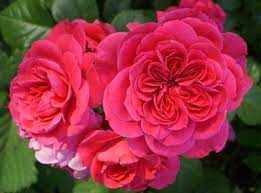 Розы саженцы молодые